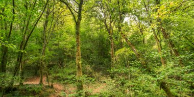 Fragas do Eume Doğal Parkı, Pontedeume, La Coruna, Galiçya, İspanya, Avrupa