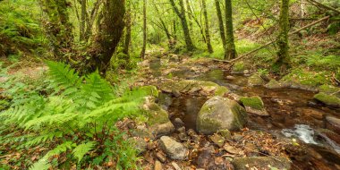 Fragas do Eume Doğal Parkı, Pontedeume, La Coruna, Galiçya, İspanya, Avrupa