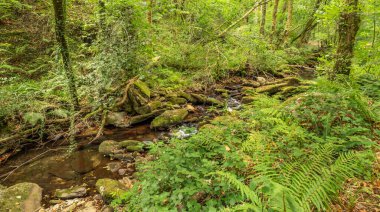 Fragas do Eume Doğal Parkı, Pontedeume, La Coruna, Galiçya, İspanya, Avrupa