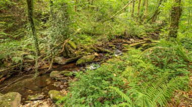 Fragas do Eume Natural Park, Pontedeume, La Coruna, Galicia, Spain, Europe clipart