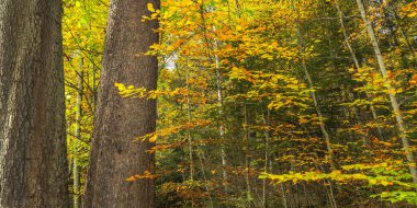 Linderhof Sarayı, Bavyera Alpleri, Oberammergau, Bavyera, Almanya, Avrupa 'dan Sonbahar Karışık Orman Manzarası