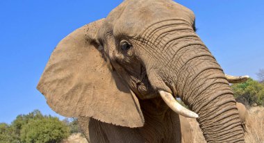 Fil, Loxodonta Africana, Vahşi Yaşam Rezervi, Güney Afrika, Afrika