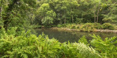 Fragas do Eume Doğal Parkı, Pontedeume, La Coruna, Galiçya, İspanya, Avrupa