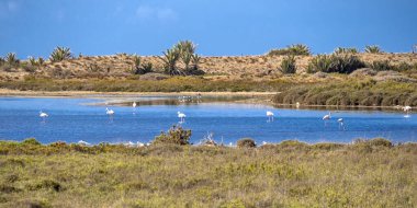 Las Salinas Ornithological Viewpoint, Salinas de Cabo de Gata, Wetland Ramsar Sitesi, Cabo de Gata-Nijar Doğal Parkı, UNESCO Biyosfer Rezervi, Sıcak Çöl İklim Bölgesi, Almerya, Endülüs, İspanya, Avrupa