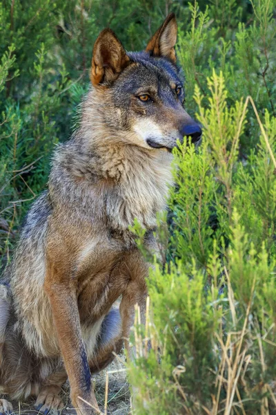 Wilk Iberyjski Wilk Szary Canis Lupus Signatus Las Śródziemnomorski Zamora — Zdjęcie stockowe
