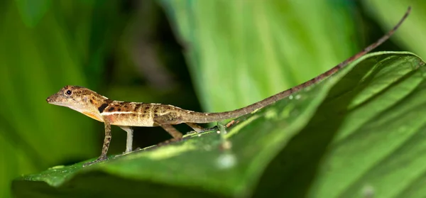 Anolis Anole Lizard Tropical Rainforest Marino Ballena National Park Uvita — стокове фото