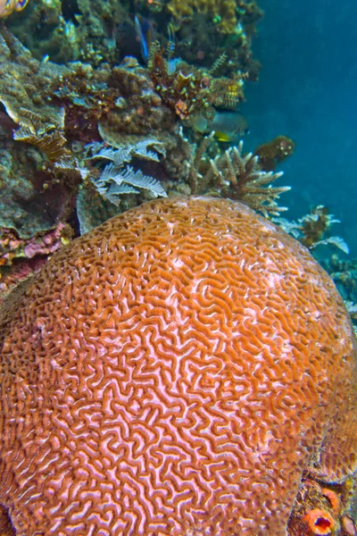 Cérebro Coral Coral Pedregoso Recife Coral Lembeh Sulawesi Norte Indonésia — Fotografia de Stock