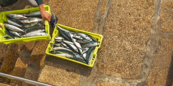 Свежевыловленная Рыба Рыболовном Порту Мальпика Бергантиос Коруна Галисия Испания Европа — стоковое фото