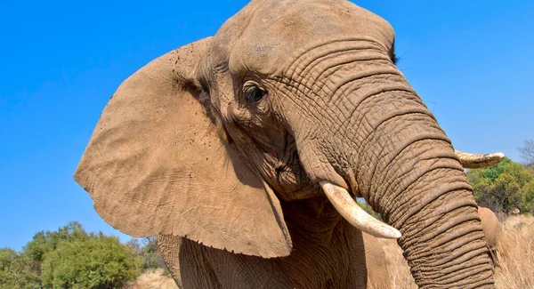 Elefante Loxodonta Africana Riserva Naturale Sudafrica Africa — Foto Stock