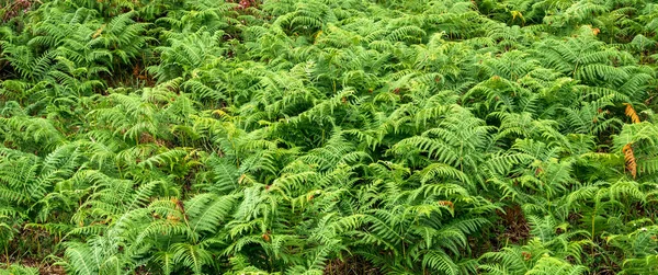 森林纹理背景下蕨叶密度植被观 — 图库照片