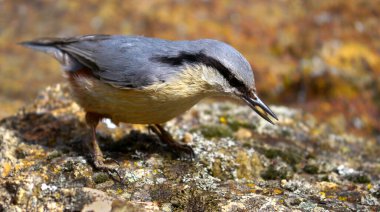 Eurasian Nutthatch, Wood Nutthatch, Sitta europaea, Sierra de Guadarrama National Park, Segovia, Castilla y Leon, Spain, Europe