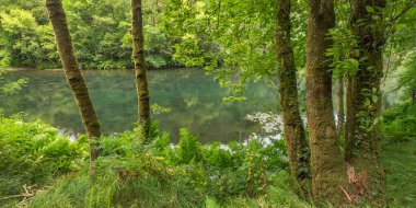 Fragas do Eume Doğal Parkı, Pontedeume, La Coruna, Galiçya, İspanya, Avrupa