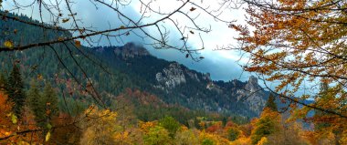 Linderhof Sarayı, Bavyera Alpleri, Oberammergau, Bavyera, Almanya, Avrupa 'dan Sonbahar Karışık Orman Manzarası