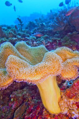 Fil Kulağı Mercanı, Yeşil Kurbağa Mercanı, Deri Mercan, Yumuşak Mercan, Mercan Kayalığı, Lembeh, Kuzey Sulawesi, Endonezya, Asya