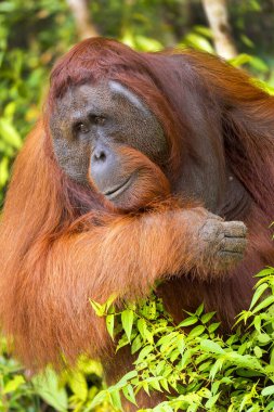 Orangutan, Pongo pigmaeus, Sekonyer Nehri, Tanjung Puting Ulusal Parkı, Kalimantan, Borneo, Endonezya