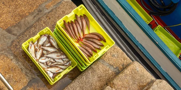 공짜로 고기잡이 항구에서 물고기를 Malpica Bergantinos Coruna Galicia Spain Europe — 스톡 사진