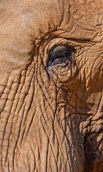 Elefante Loxodonta Africana Rio Chobe Parque Nacional Chobe Botsuana África — Fotografia de Stock