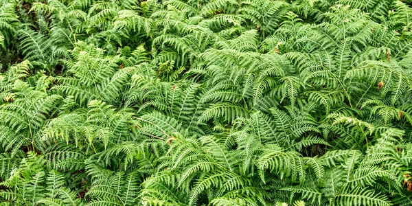 Eğreltiotu Yaprakları Nın Yoğun Bitkisel Görünümü Orman Dokulu Arkaplanda — Stok fotoğraf