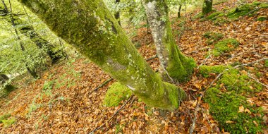 Caviedes Kıyı Kayın Ormanı, Corona Dağı, Oyambre Doğal Parkı, Cantabria, İspanya, Avrupa
