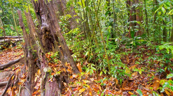Árvores Raízes Antigas Parque Nacional Sinharaja Floresta Tropical Patrimônio Mundial — Fotografia de Stock