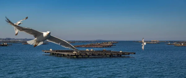 stock image Mussel Aquaculture Rafts Batea, Mussel Growing Sea Platform, Batea Mussel Farms, Ria de Arousa, Arousa Estuary, Pontevedra, Galicia, Spain, Europe