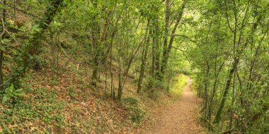 Fragas do Eume Doğal Parkı, Pontedeume, La Coruna, Galiçya, İspanya, Avrupa