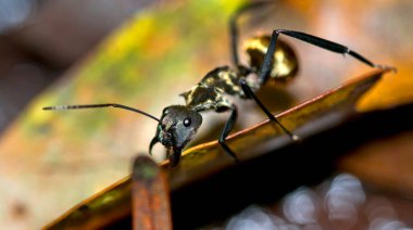 Altın Karınca, Polyrhachis illaudata, Tropikal Yağmur Ormanı, Marino Ballena Ulusal Parkı, Uvita de Osa, Puntarenas, Kosta Rika, Amerika