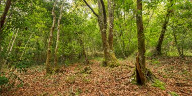 Fragas do Eume Doğal Parkı, Pontedeume, La Coruna, Galiçya, İspanya, Avrupa