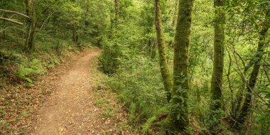 Fragas do Eume Doğal Parkı, Pontedeume, La Coruna, Galiçya, İspanya, Avrupa