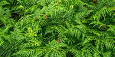 Eğreltiotu Yaprakları 'nın Yoğun Bitkisel Görünümü Orman Dokulu Arkaplanda