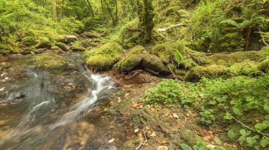 Fragas do Eume Doğal Parkı, Pontedeume, La Coruna, Galiçya, İspanya, Avrupa