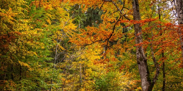 秋季混交林 巴伐利亚阿尔卑斯山 霍亨施万高 抚森河 奥斯特加尔高 巴伐利亚 — 图库照片
