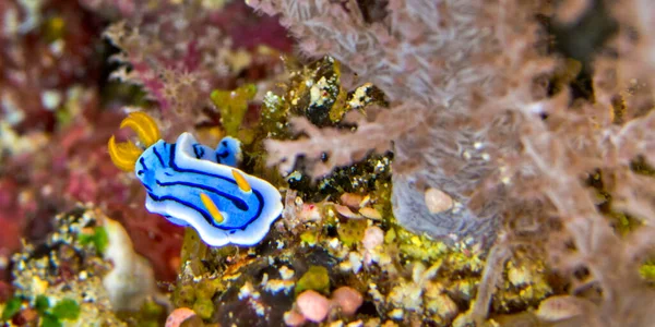 Sea Slug Dorid Nudibranch Elisabeth Chromodoris Chromodoris Elisabethina Coral Reef — 图库照片