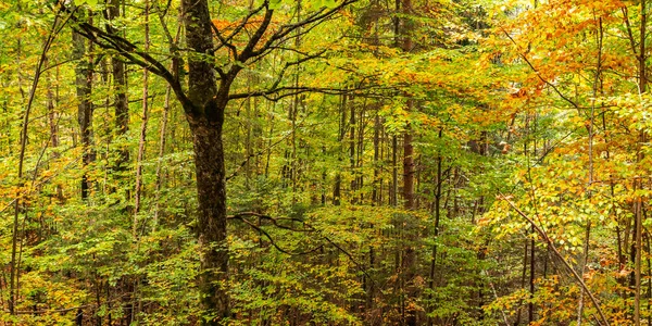 秋季混交林 巴伐利亚阿尔卑斯山 霍亨施万高 抚森河 奥斯特加尔高 巴伐利亚 — 图库照片