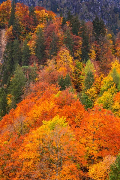 Autumn Mixed Forest Βαυαρικές Άλπεις Hohenschwangau Fussen Ostallgau Βαυαρία Γερμανία — Φωτογραφία Αρχείου