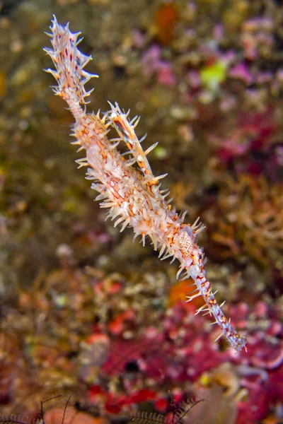 Ornate Ghostpipefish Solenostomus Paradoxus Coral Reef Bunaken National Marine Park — Stock Fotó