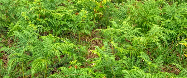 Vista Vegetazione Densa Foglie Felce Allo Sfondo Strutturato Foresta — Foto Stock
