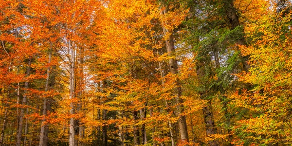 德国巴伐利亚 Oberammergau Bavaria Bavarian Alps Linderhof Palace公园的秋天混合森林景观 — 图库照片