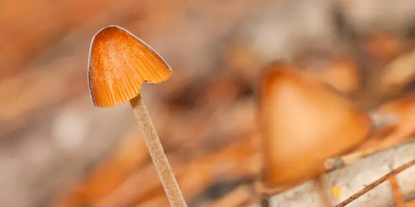 Wild Mushroom Sierra Guadarrama National Park Segovia Castile Leon Spain — стоковое фото