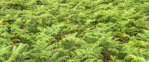 森林纹理背景下蕨叶密度植被观 — 图库照片