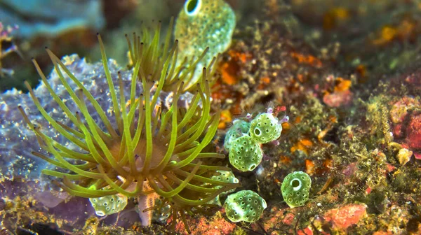 Sea Anemone Coral Reef Lembeh North Sulawesi Indonézia Ázsia — Stock Fotó