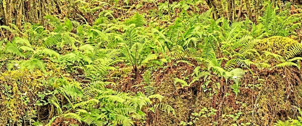 Vista Vegetação Densa Folhas Samambaia Fundo Texturizado Floresta — Fotografia de Stock