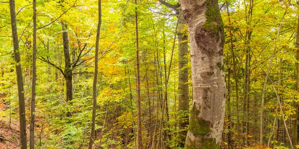 Autumn Mixed Forest Βαυαρικές Άλπεις Hohenschwangau Fussen Ostallgau Βαυαρία Γερμανία — Φωτογραφία Αρχείου