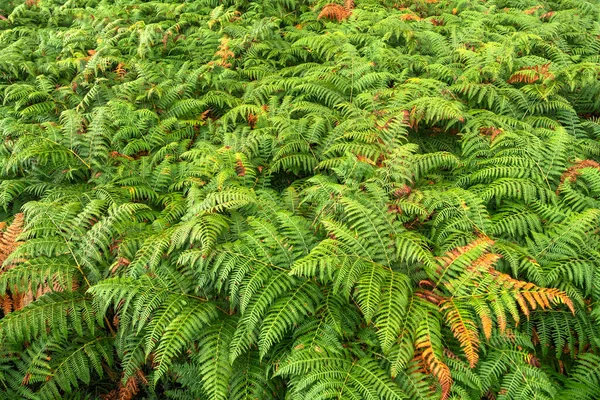 Dichte Vegetation Blick Auf Farnblätter Wald Strukturierten Hintergrund — Stockfoto