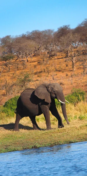 Elefante Loxodonta Africana Rio Chobe Parque Nacional Chobe Botsuana África — Fotografia de Stock