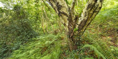 Orman Manzarası, Pimiango, Ribadedeva, Asturias, İspanya, Avrupa