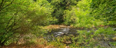 Fragas do Eume Doğal Parkı, Pontedeume, A Coruna, Galiçya, İspanya, Avrupa