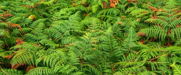 森の中のシダの葉の密な植生図テクスチャの背景 — ストック写真