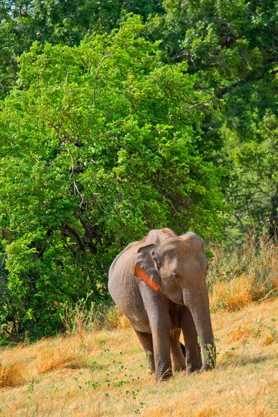 Sri Lankan Elephant Elephas Maximus Maximus Kaudulla National Park Sri — Stock Photo, Image