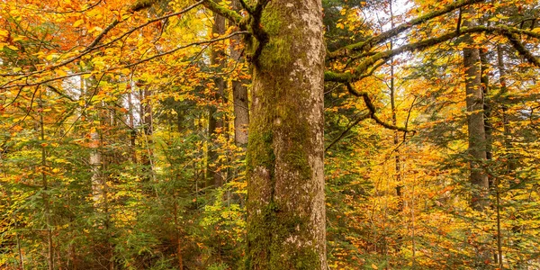 Hösten Blandad Skogsutsikt Från Parken Linderhof Palace Bayerska Alperna Oberammergau — Stockfoto